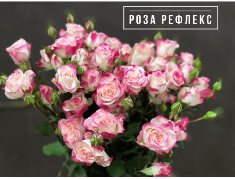 Роза Рефлекс  (кустовая)